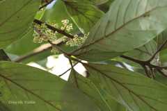 Actinodaphne angustifolia